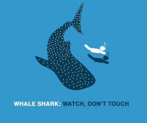 Whale Shark: watch, don’t touch